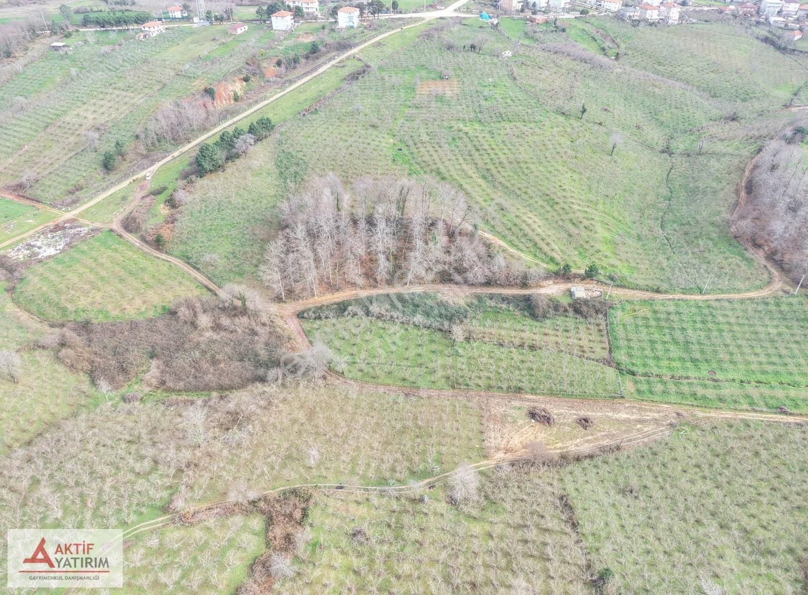 Bağırganlı'da Mahalle Merkezine Yakın Resmi Yollu Fındıklık - Görsel 15
