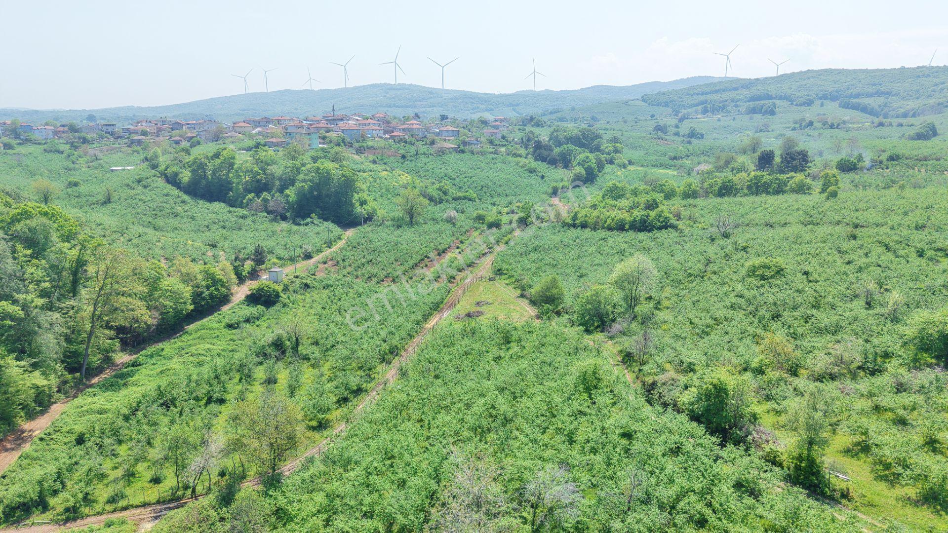 Bağırganlı'da Mahalle Merkezine Yakın Resmi Yollu Fındıklık - Görsel 10