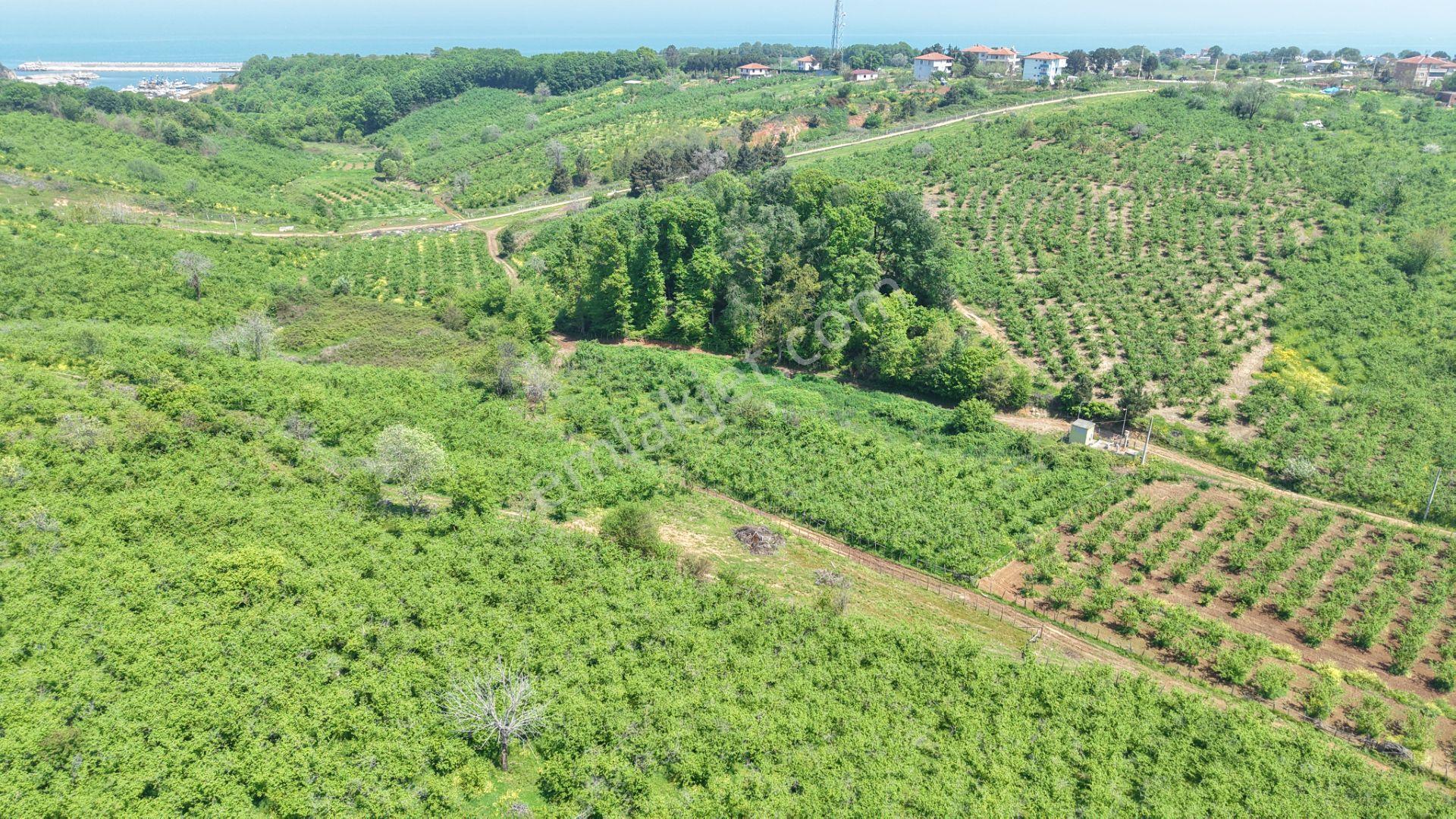 Bağırganlı'da Mahalle Merkezine Yakın Resmi Yollu Fındıklık - Görsel 11