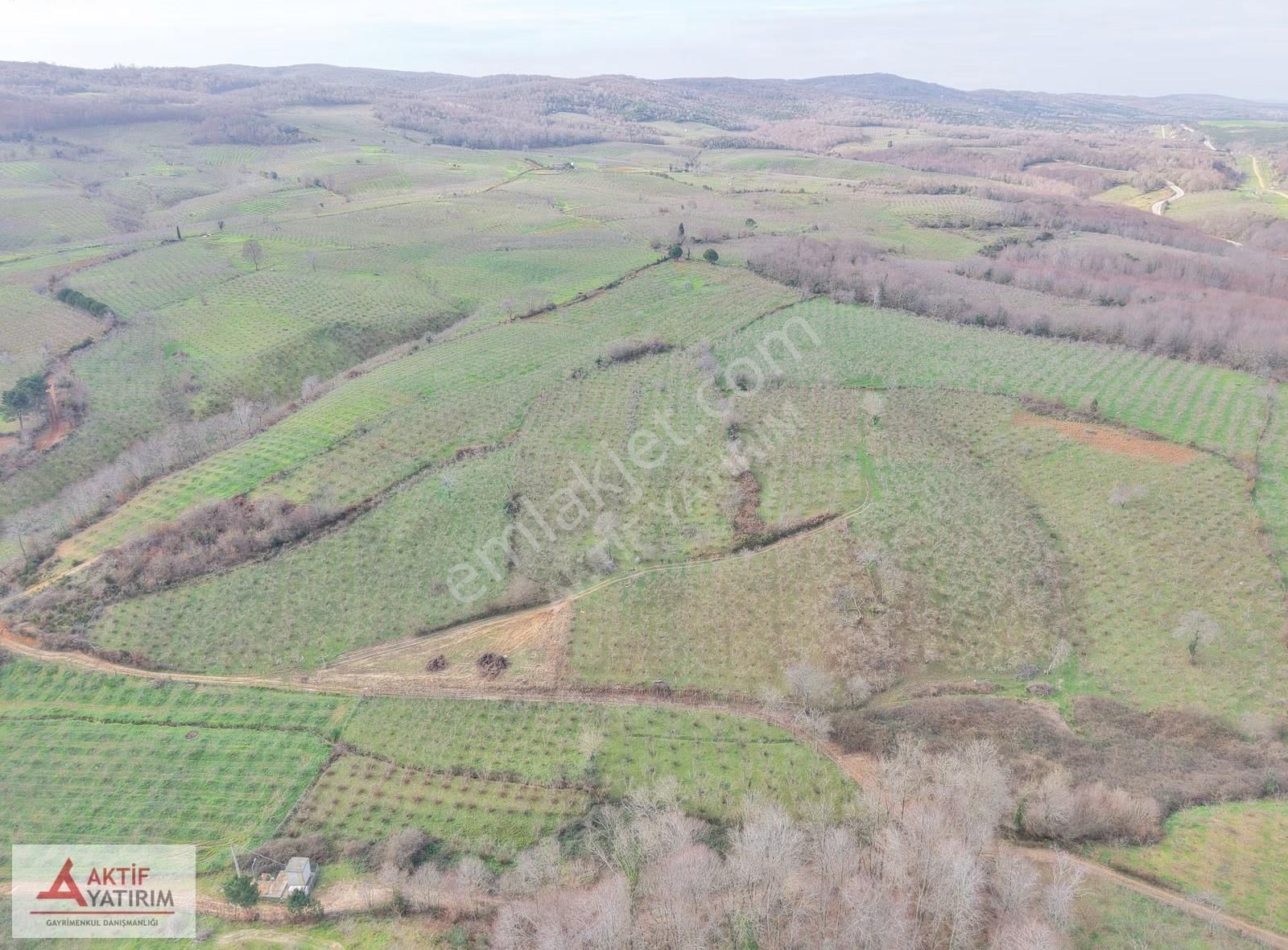 Bağırganlı'da Mahalle Merkezine Yakın Resmi Yollu Fındıklık - Görsel 5