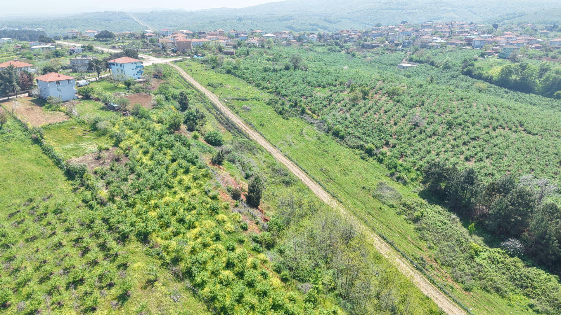 Bağırganlı'da Mahalle Merkezine Yakın Resmi Yollu Fındıklık - Görsel 22