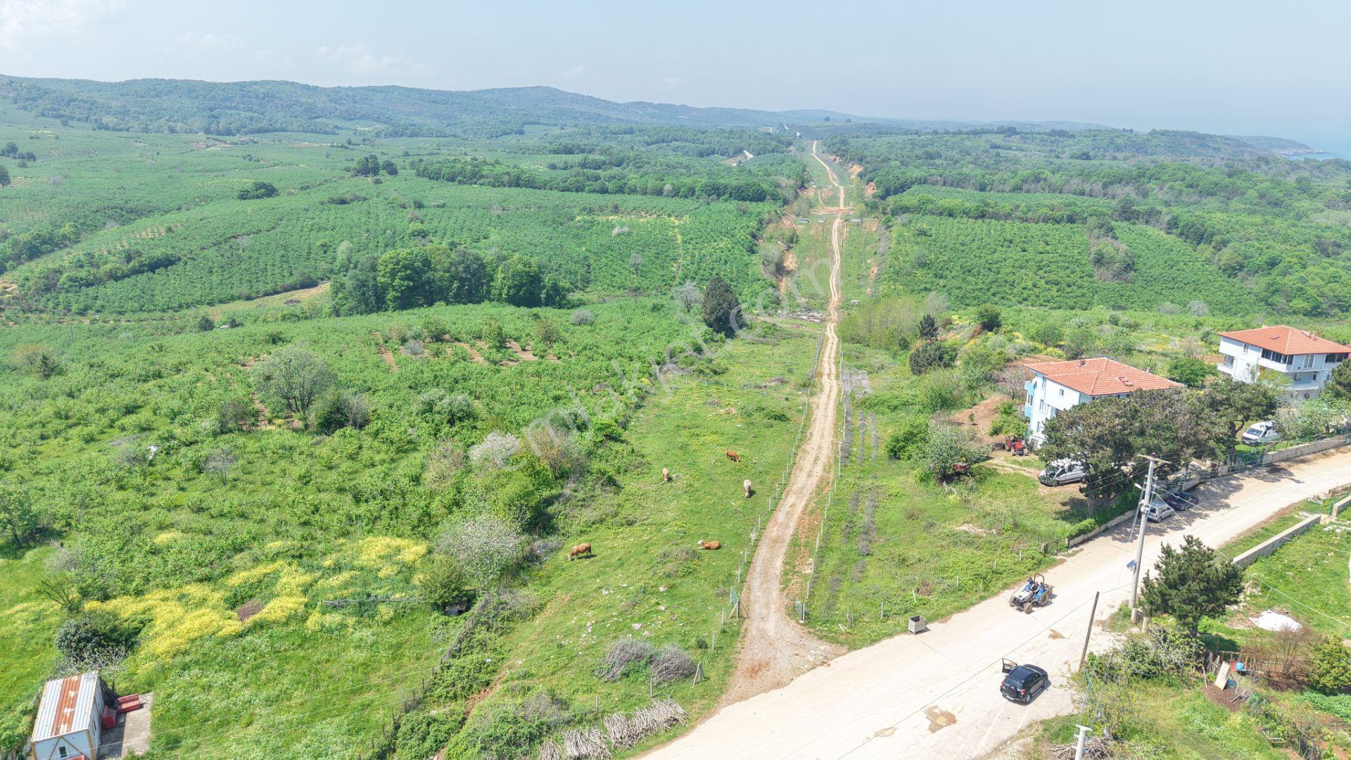 Bağırganlı'da Mahalle Merkezine Yakın Resmi Yollu Fındıklık - Görsel 28