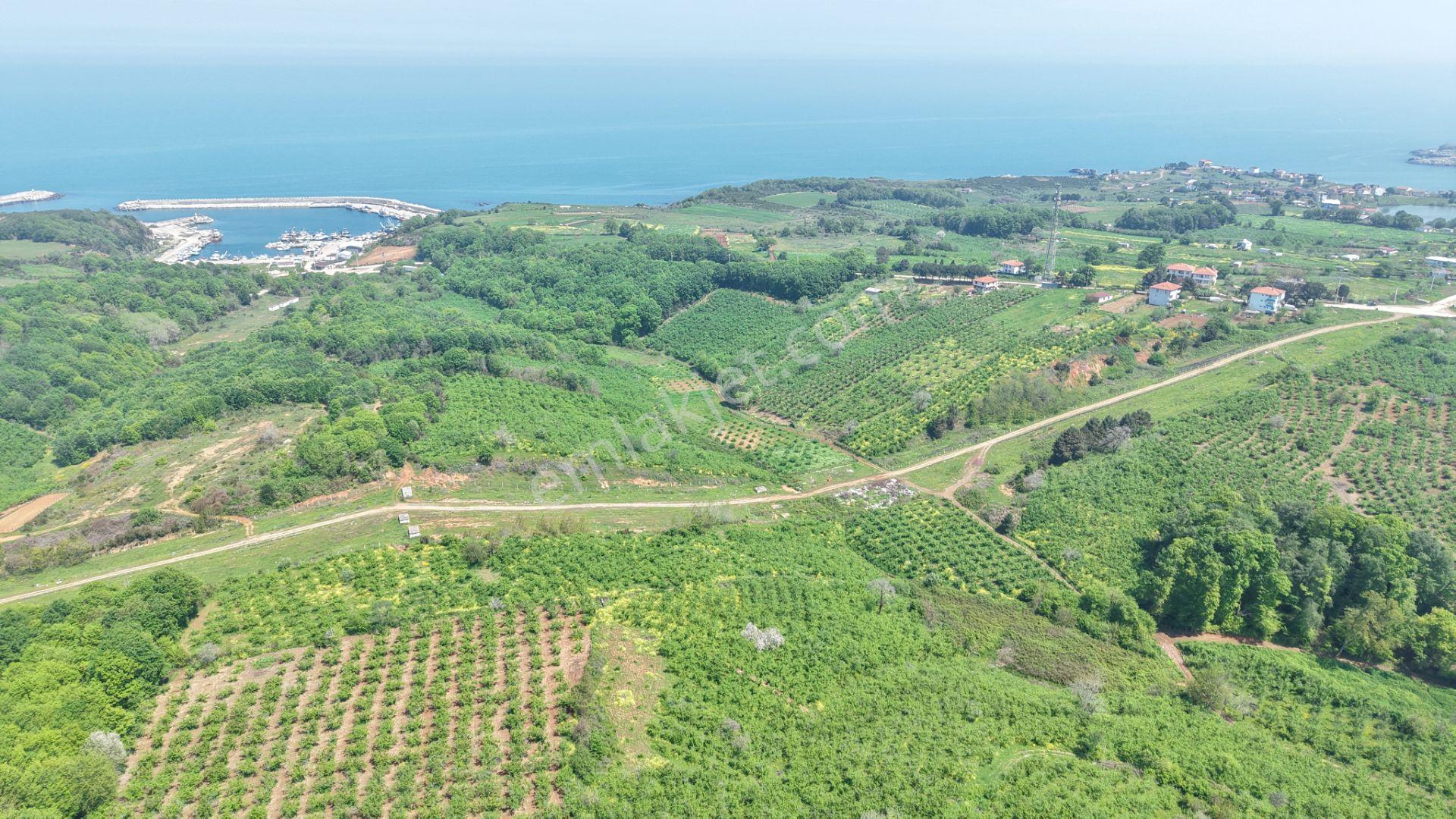 Bağırganlı'da Mahalle Merkezine Yakın Resmi Yollu Fındıklık - Görsel 5