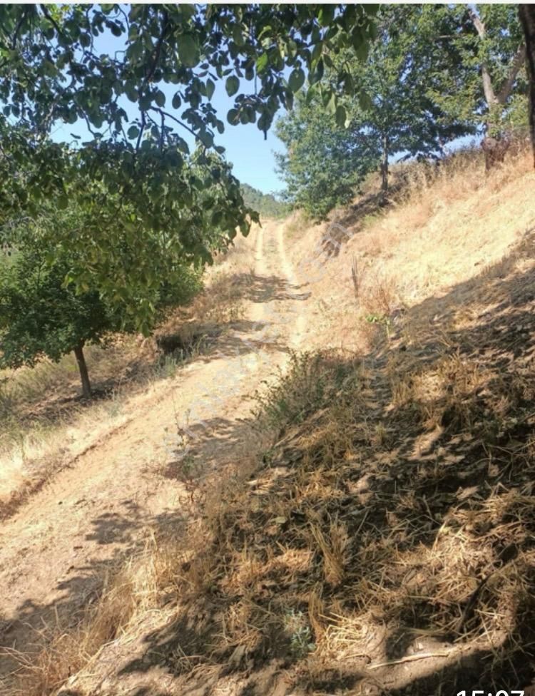 Demetten Tirede Ceviz Bahçesi Satılık - Görsel 3