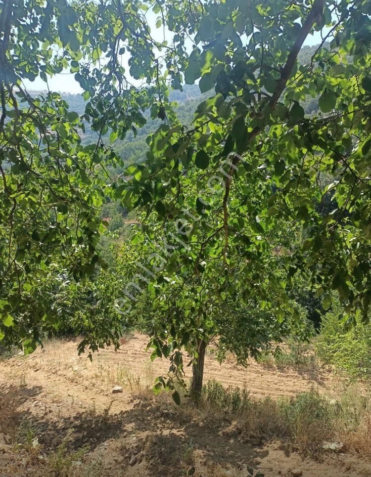 Demetten Tirede Ceviz Bahçesi Satılık - Görsel 2