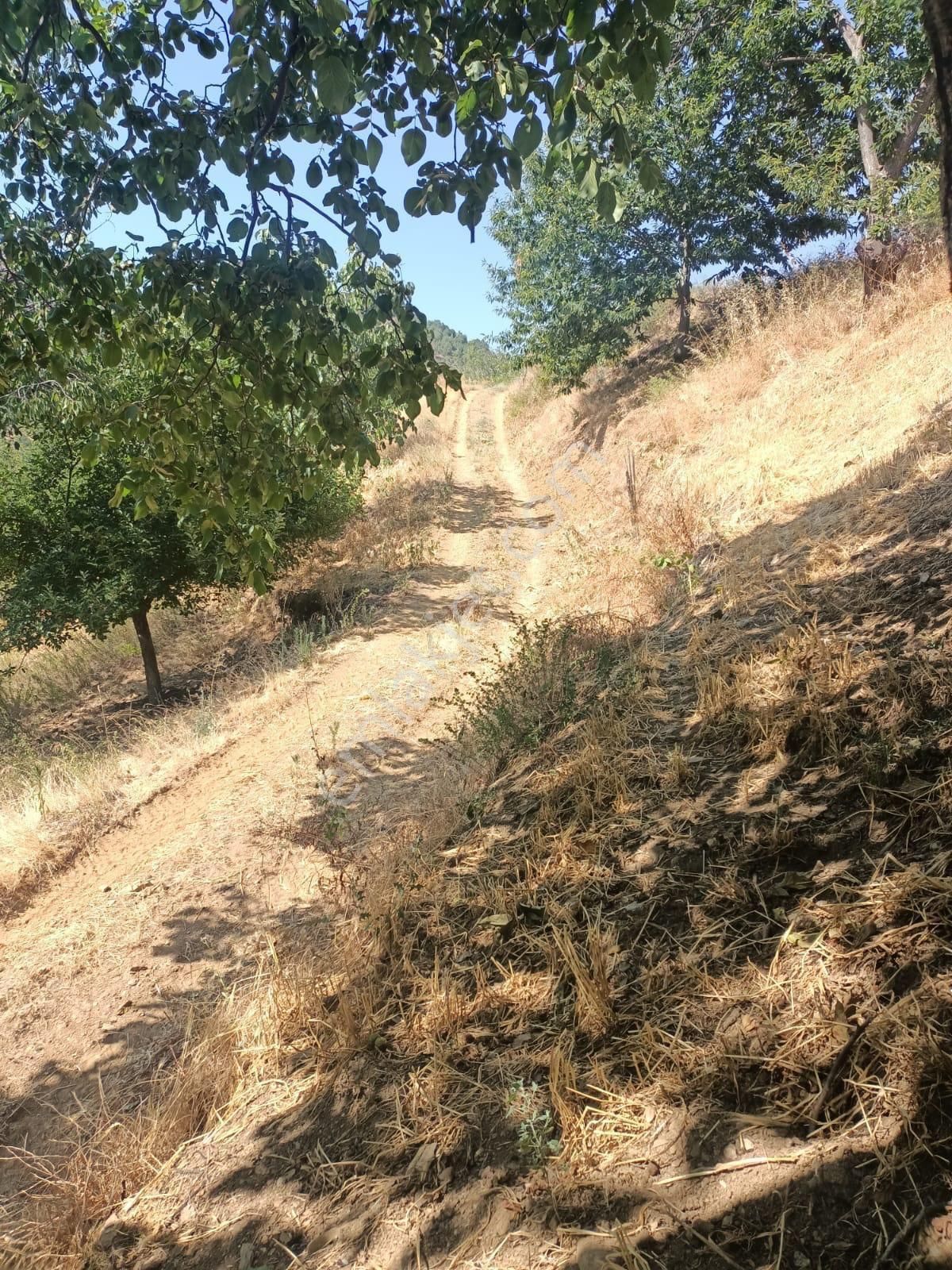Demetten Tirede Ceviz Bahçesi Satılık - Görsel 4