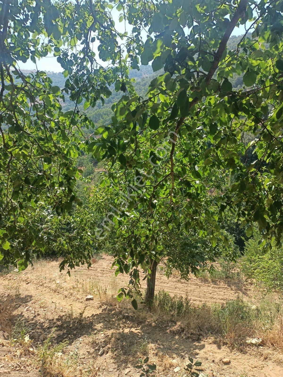 Demetten Tirede Ceviz Bahçesi Satılık - Görsel 6