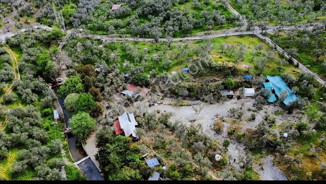 Adatepe Mıhlı Şelale Yolu Dere Ve Şelaleli Zeytinlik 11.738 M2 - Görsel 24