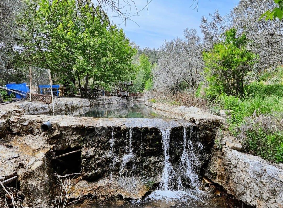 Adatepe Mıhlı Şelale Yolu Dere Ve Şelaleli Zeytinlik 11.738 M2 - Görsel 13