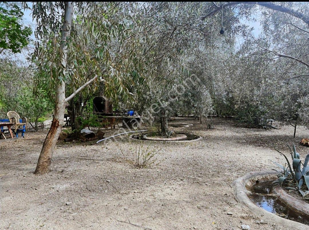 Adatepe Mıhlı Şelale Yolu Dere Ve Şelaleli Zeytinlik 11.738 M2 - Görsel 23