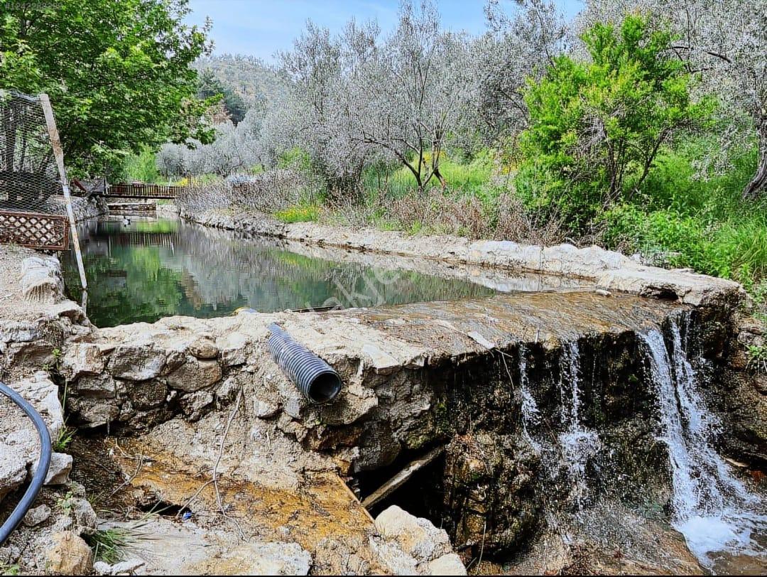 Adatepe Mıhlı Şelale Yolu Dere Ve Şelaleli Zeytinlik 11.738 M2 - Görsel 21