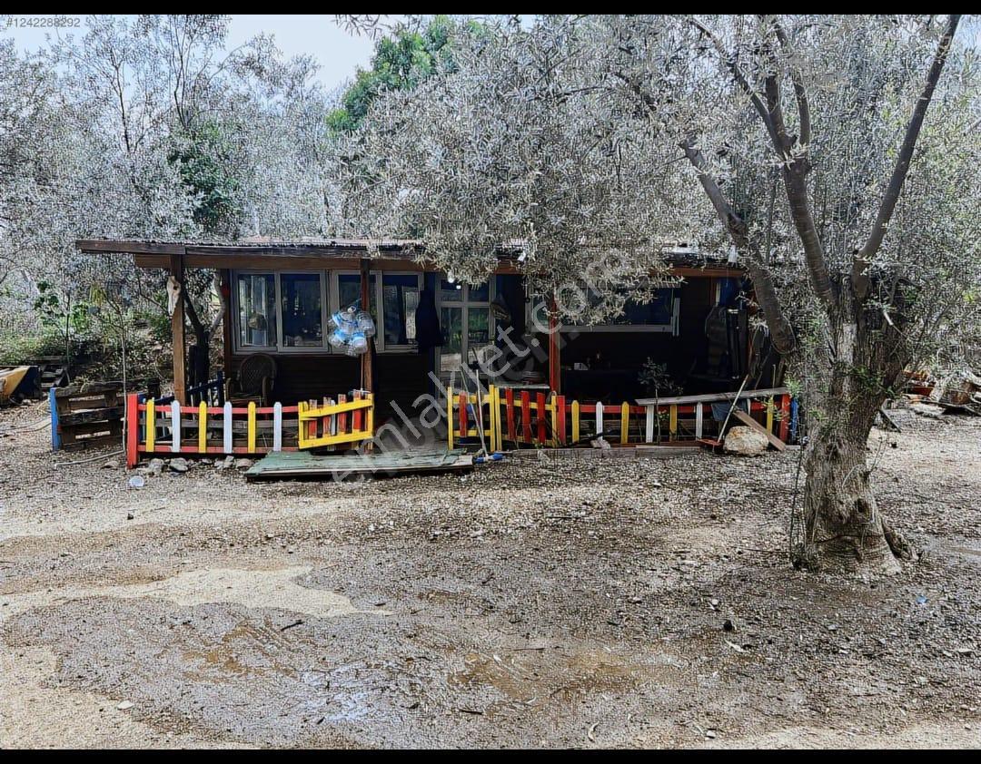 Adatepe Mıhlı Şelale Yolu Dere Ve Şelaleli Zeytinlik 11.738 M2 - Görsel 6