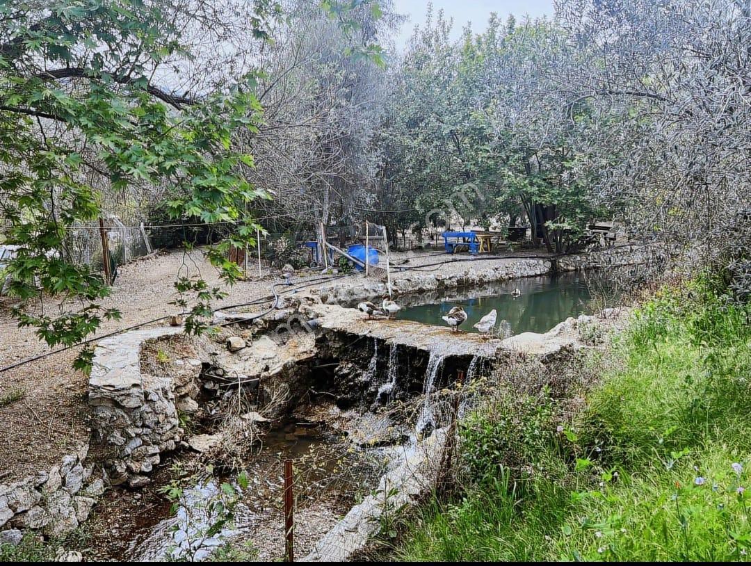 Adatepe Mıhlı Şelale Yolu Dere Ve Şelaleli Zeytinlik 11.738 M2 - Görsel 3