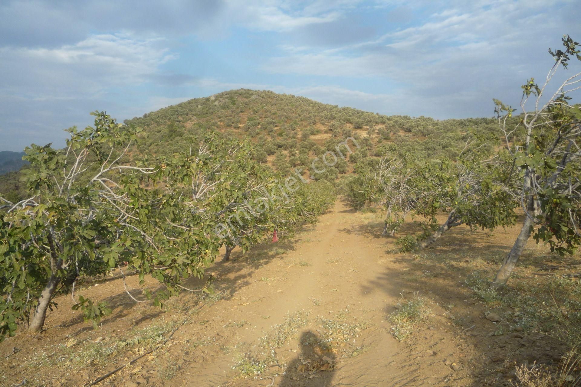 İzmir Torbalı Gold Emlaktan Bayındırda Satılık Harika Meyve Bahçesi - Görsel 23