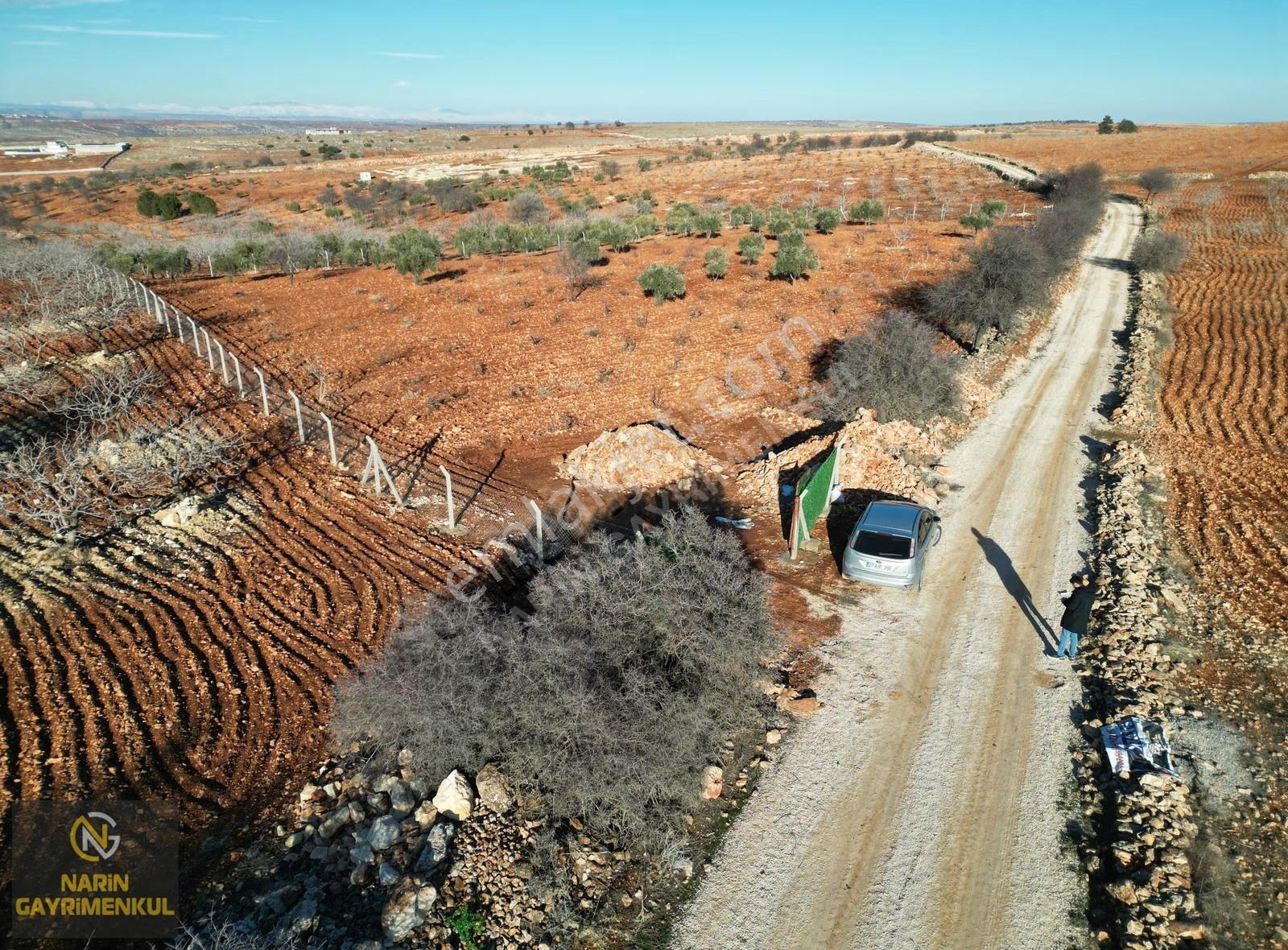 Şehitkamil Bilek Tel Çit, Zeytin Fıstık Meyve, Resmi Yol Manzara