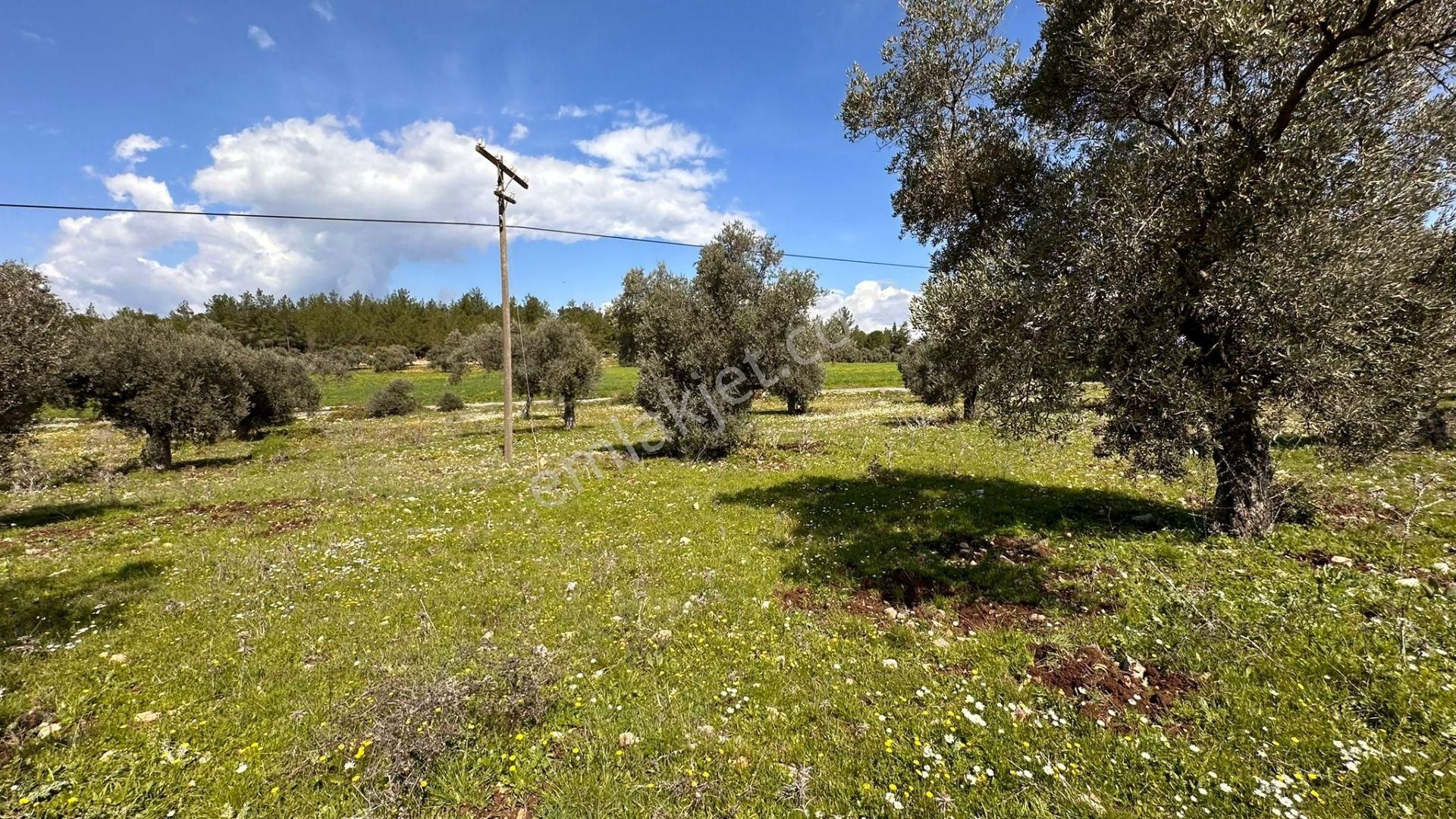 Muğla Bodrum Satılık Kelepir Tarla
