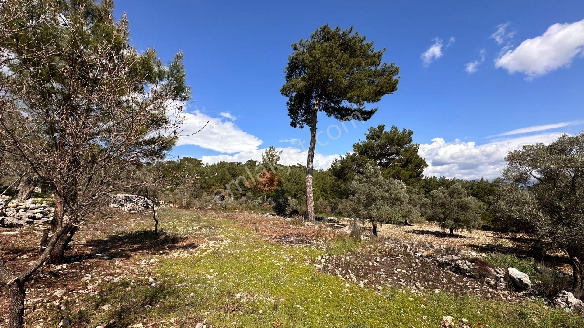 Muğla Milas Alaçam Kupon Satılık Tarla - Görsel 5