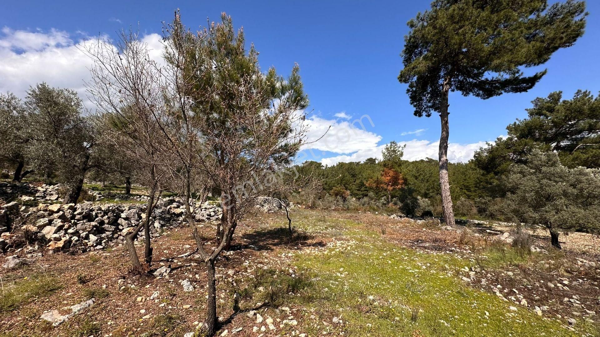 Muğla Milas Alaçam Kupon Satılık Tarla - Görsel 2