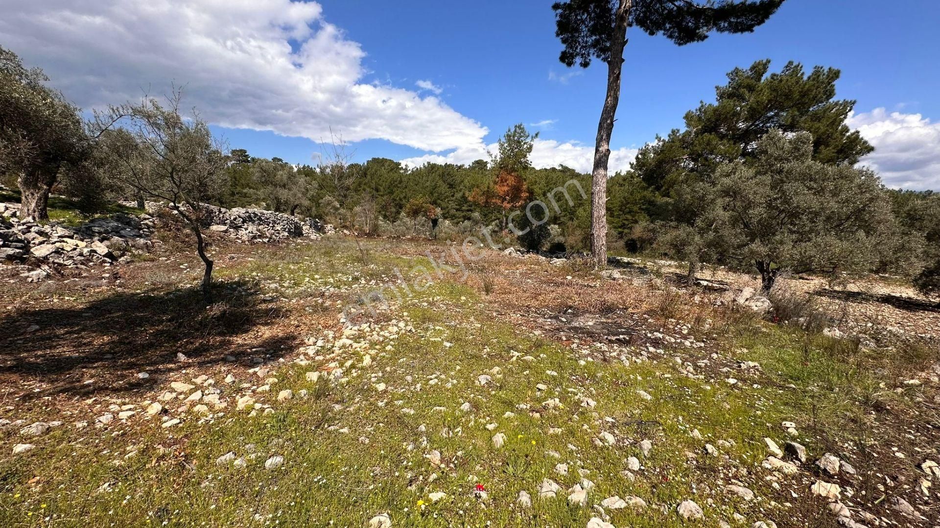 Muğla Milas Alaçam Kupon Satılık Tarla - Görsel 21