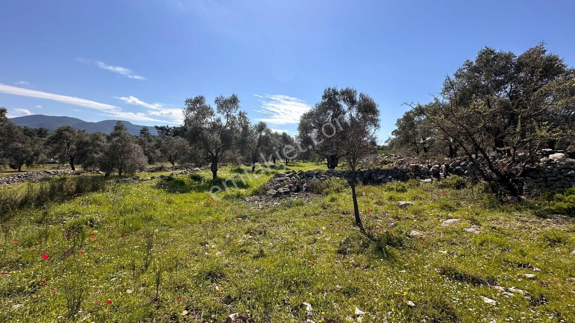 Muğla Milas Alaçam Kupon Satılık Tarla - Görsel 6