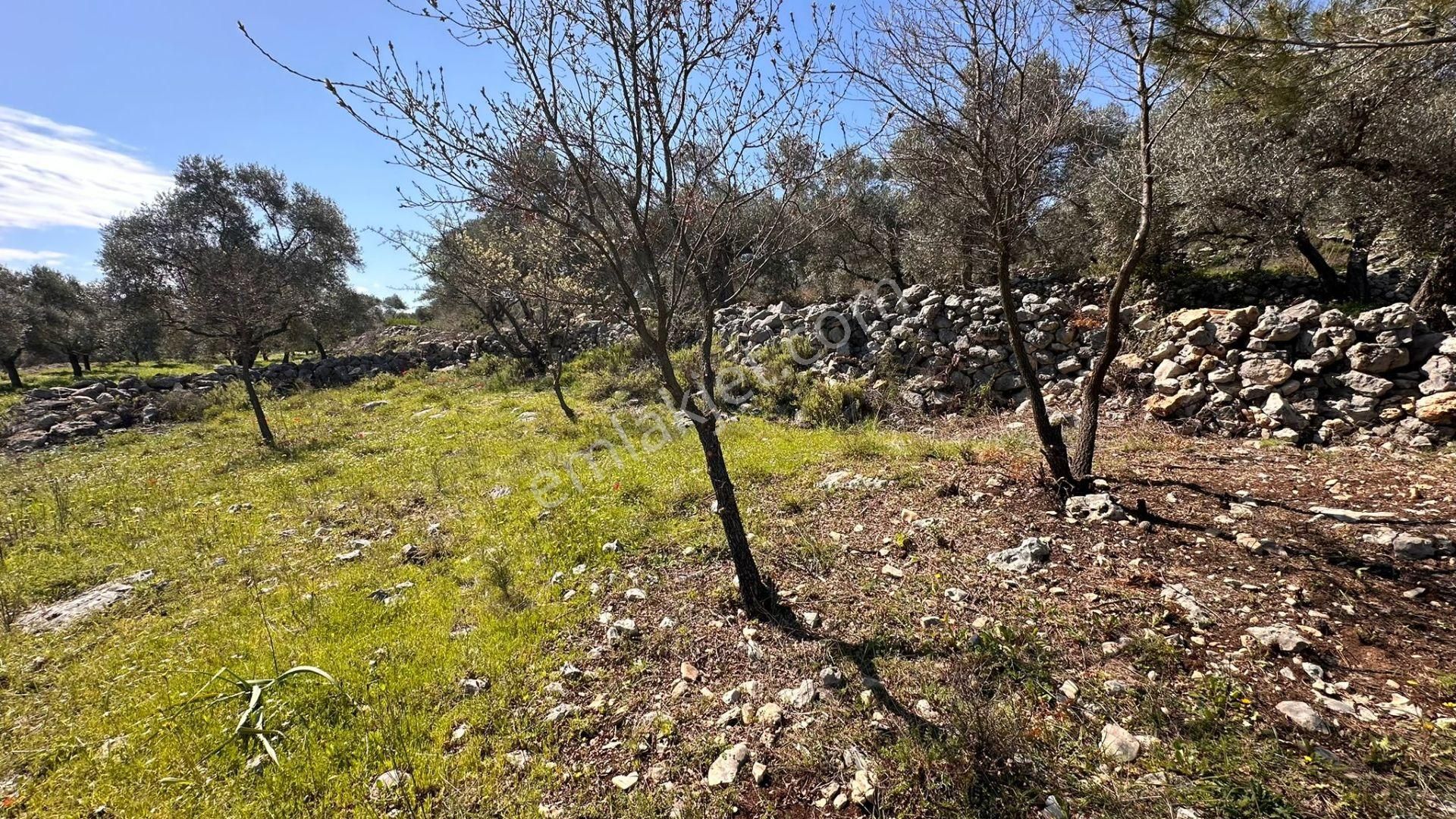 Muğla Milas Alaçam Kupon Satılık Tarla - Görsel 8