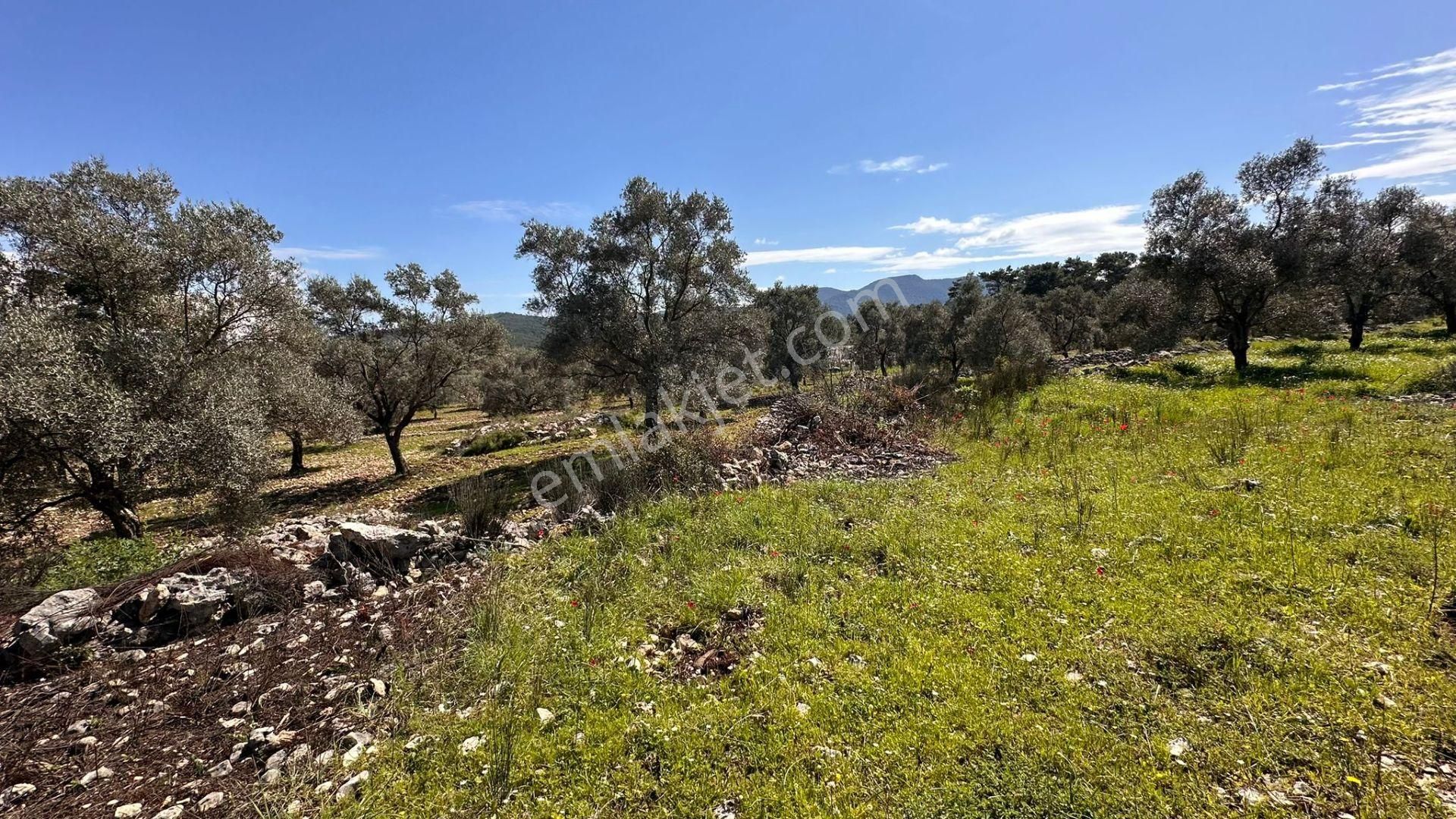 Muğla Milas Alaçam Kupon Satılık Tarla - Görsel 20