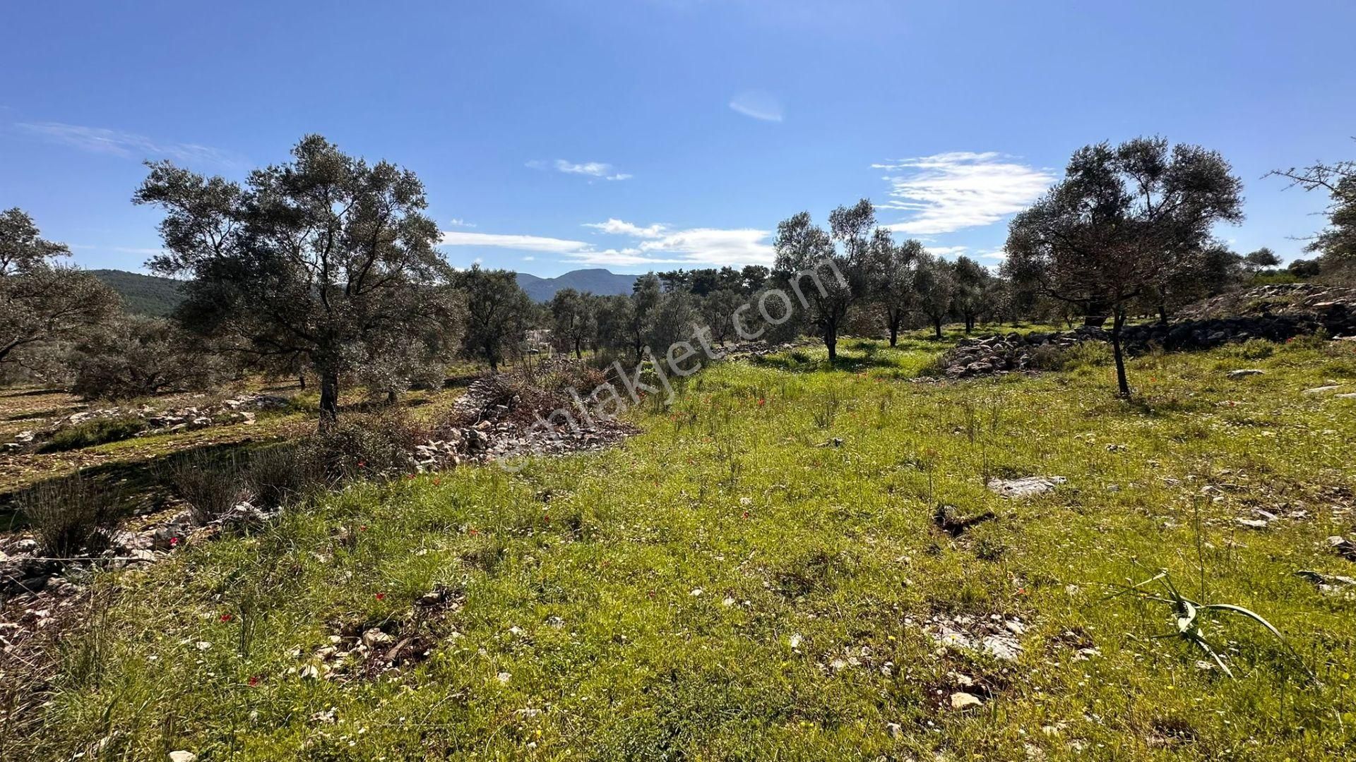 Muğla Milas Alaçam Kupon Satılık Tarla - Görsel 13