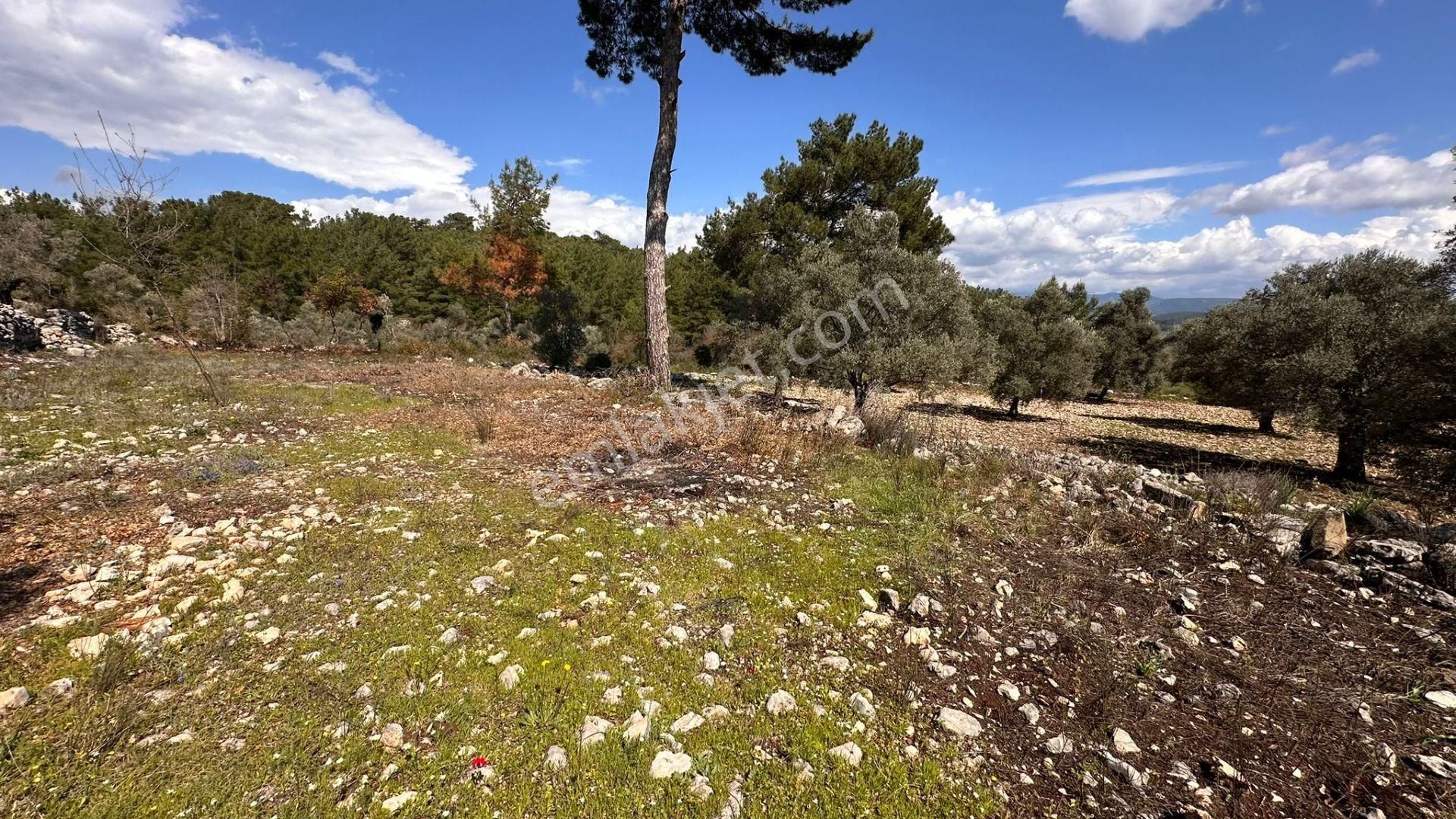 Muğla Milas Alaçam Kupon Satılık Tarla - Görsel 16