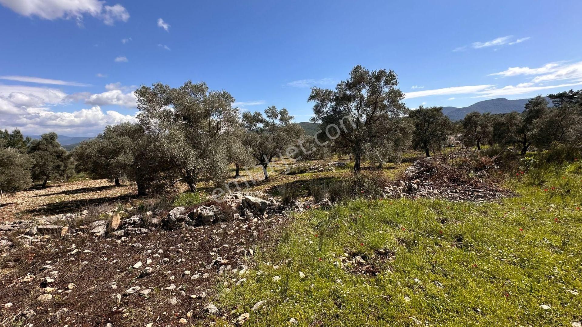 Muğla Milas Alaçam Kupon Satılık Tarla - Görsel 17