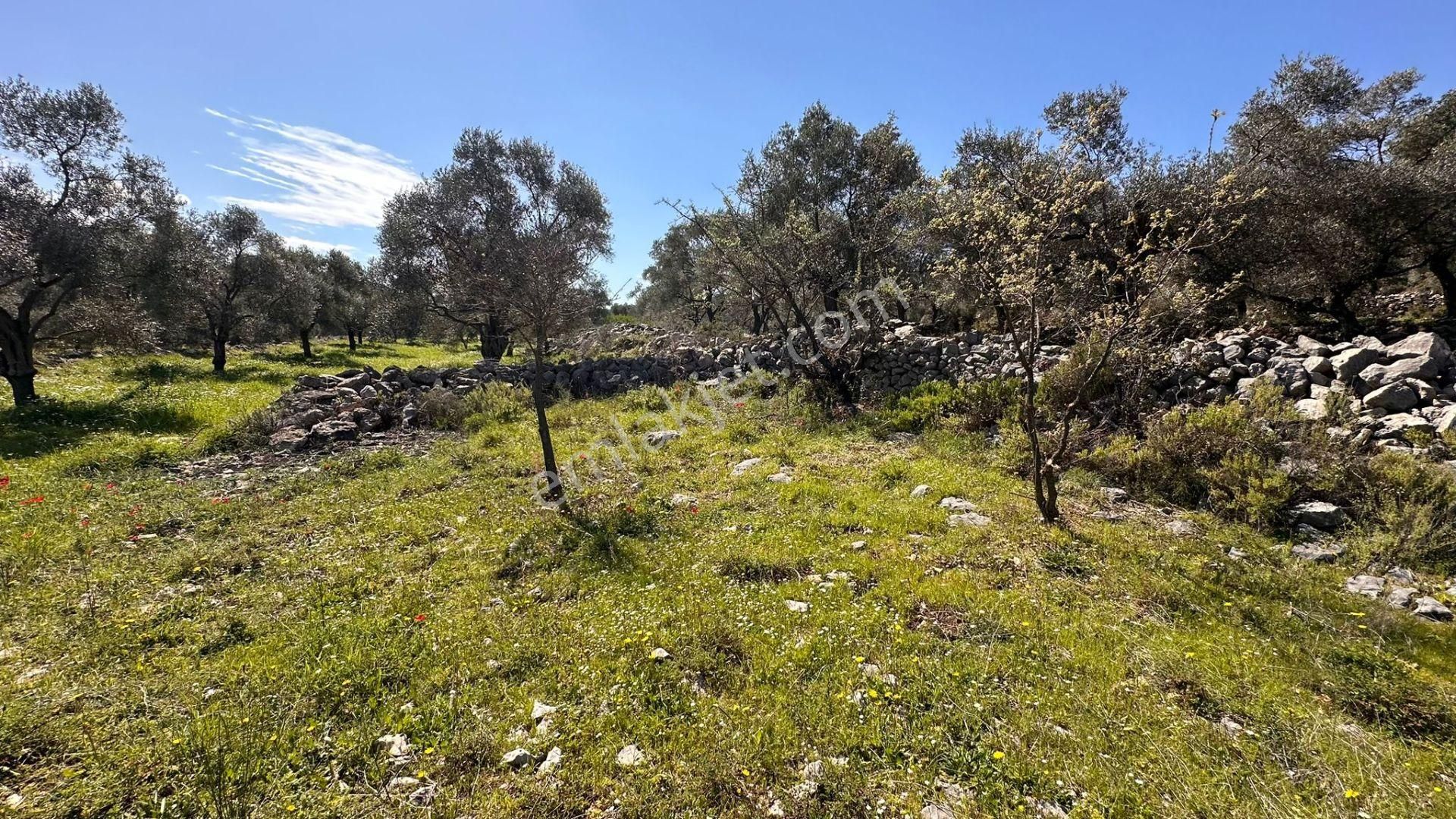 Muğla Milas Alaçam Kupon Satılık Tarla - Görsel 4