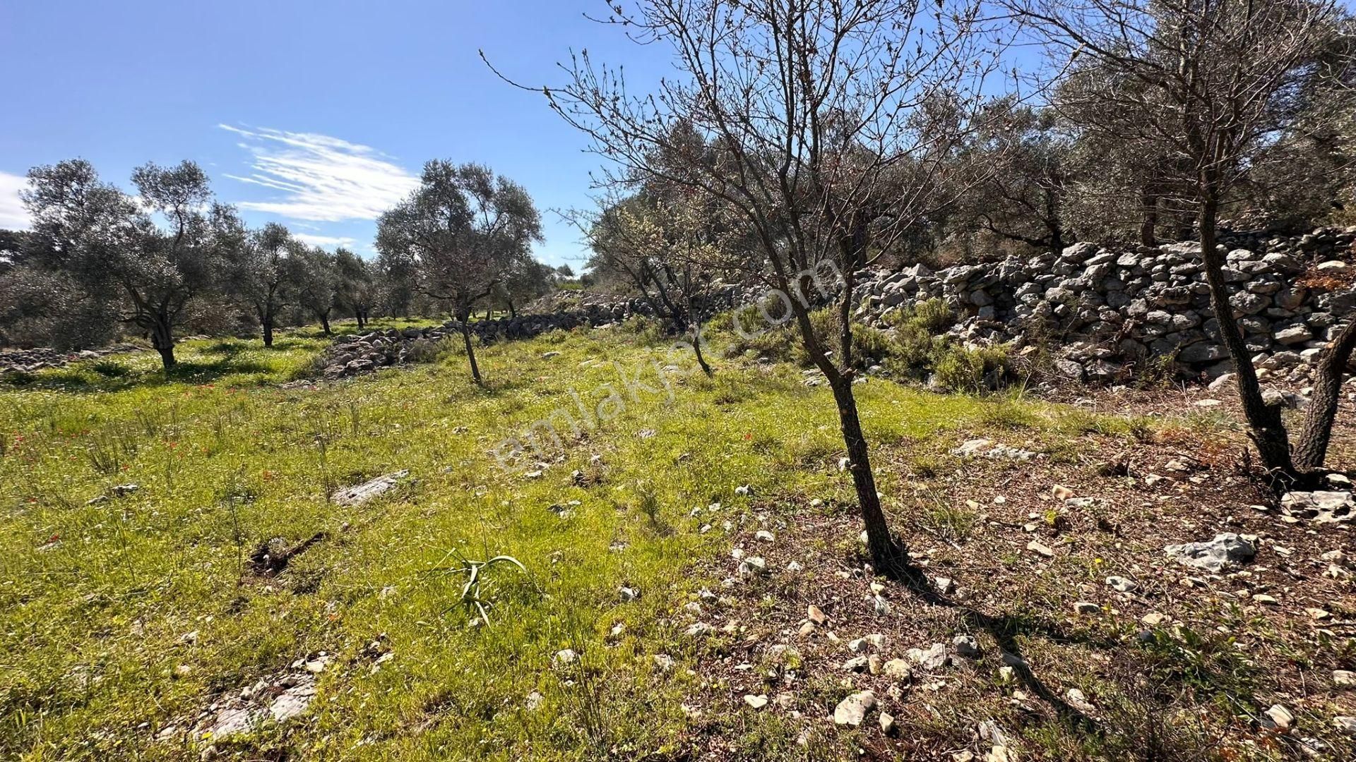 Muğla Milas Alaçam Kupon Satılık Tarla - Görsel 9