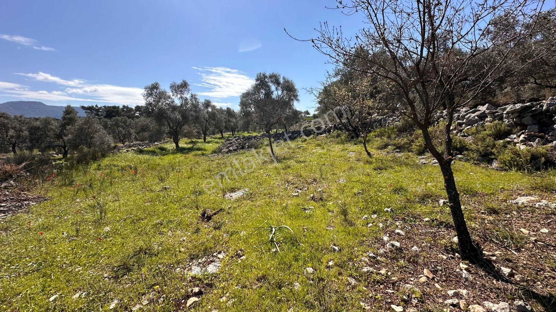 Muğla Milas Alaçam Kupon Satılık Tarla - Görsel 10