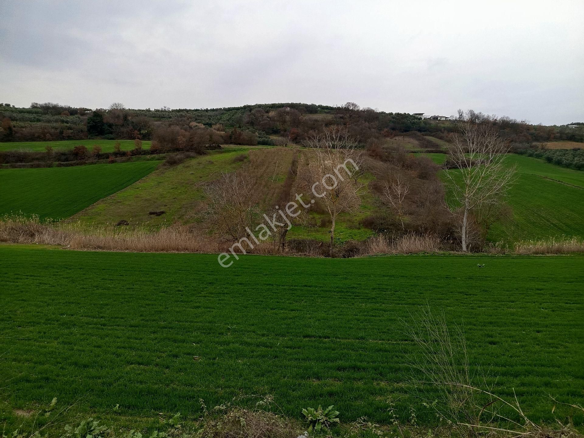 Konaklı Mahallesi Kalbinde Satılık 1 .460 Mt2 Hisseli Tarla - Görsel 3