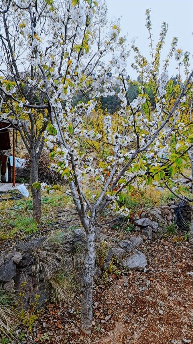 Onur Emlak İnşaat 'tan Amasya Ziyaret ' Te E Satılık Bahçe - Görsel 2