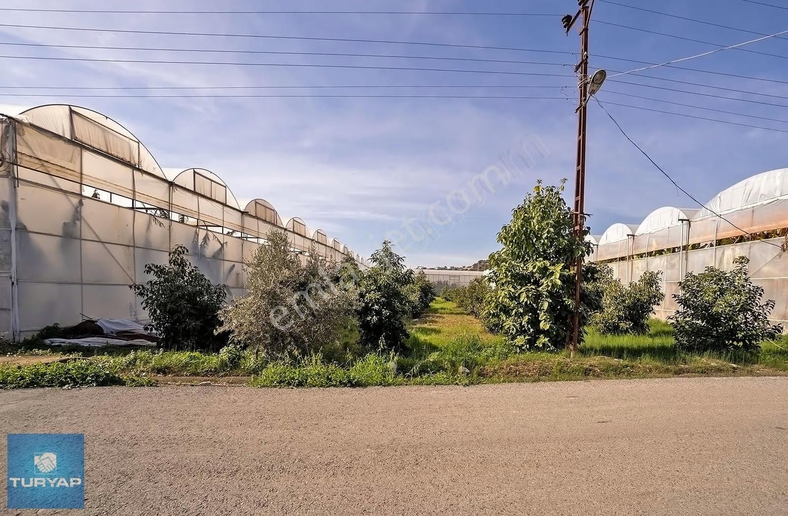 Limonluda Değerli Konumda 1741 M2 Satılık Avokado Bahçesi