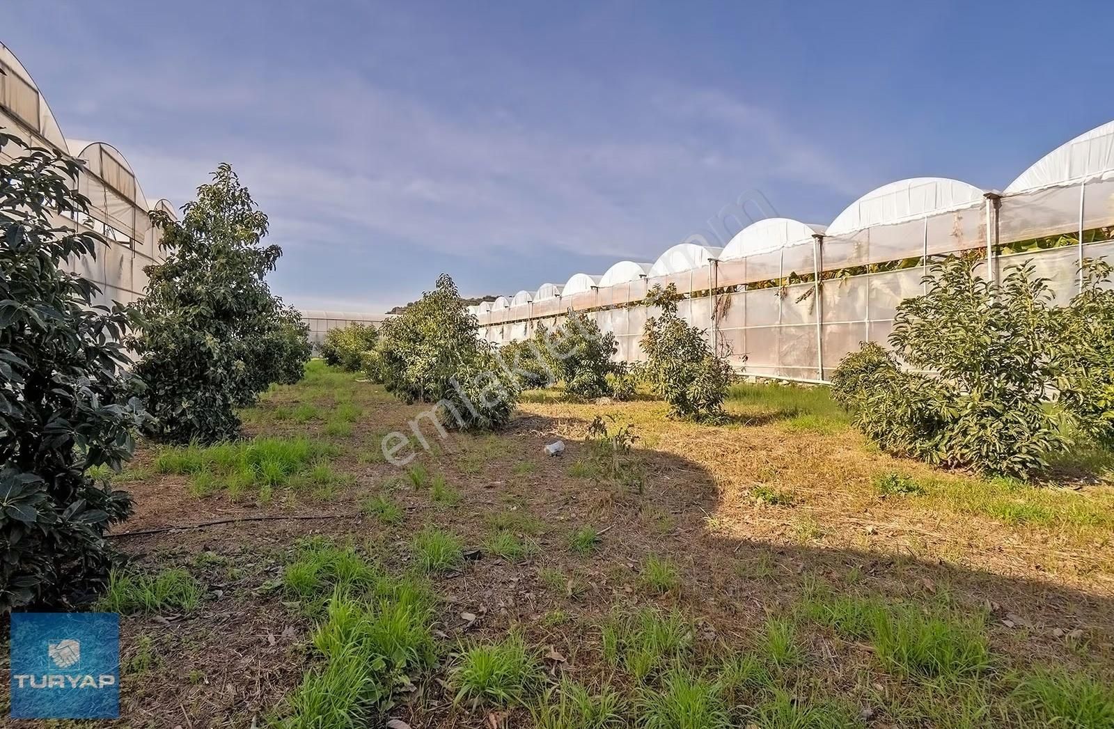 Limonluda Değerli Konumda 1741 M2 Satılık Avokado Bahçesi - Görsel 6