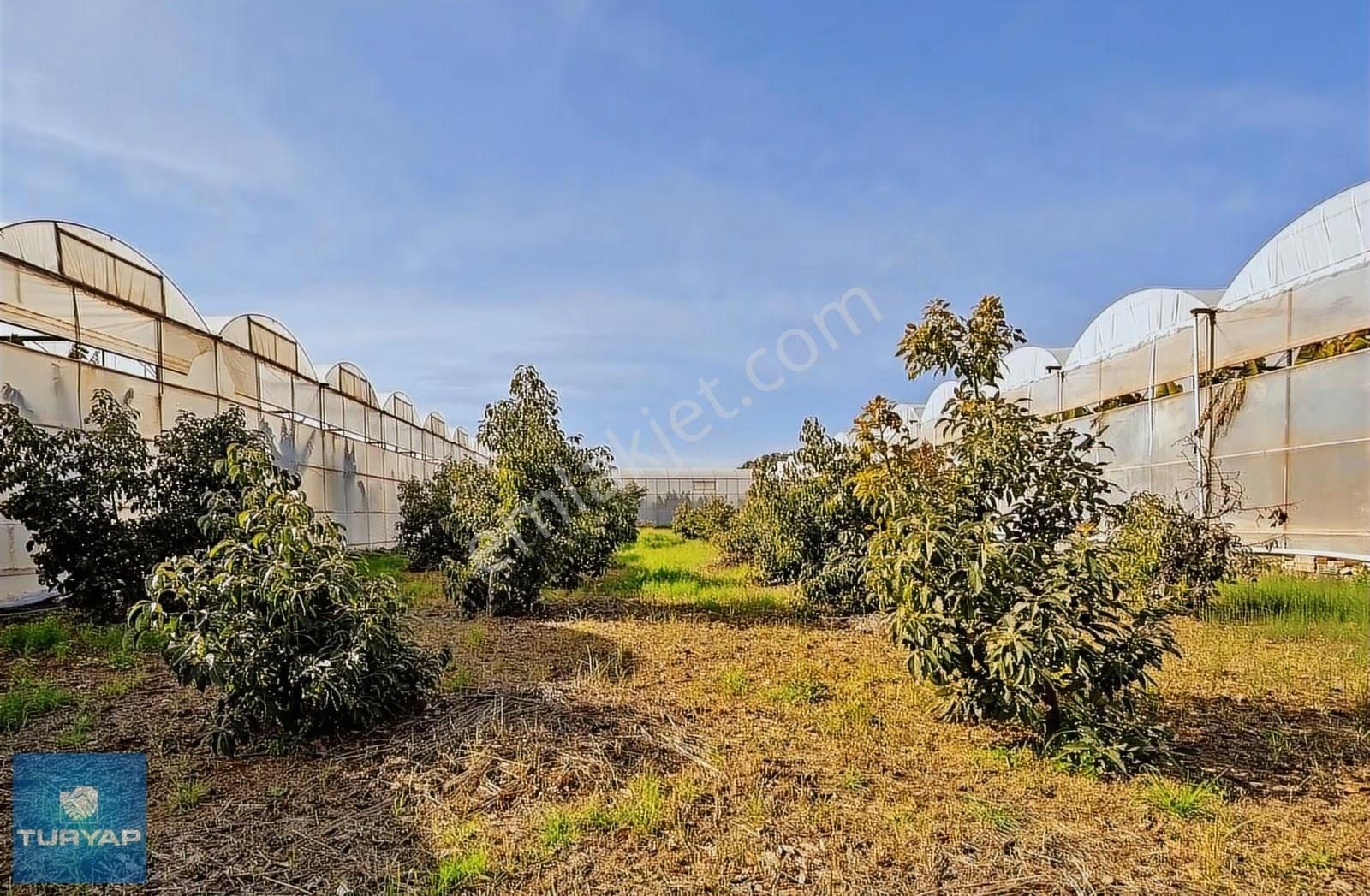 Limonluda Değerli Konumda 1741 M2 Satılık Avokado Bahçesi - Görsel 2