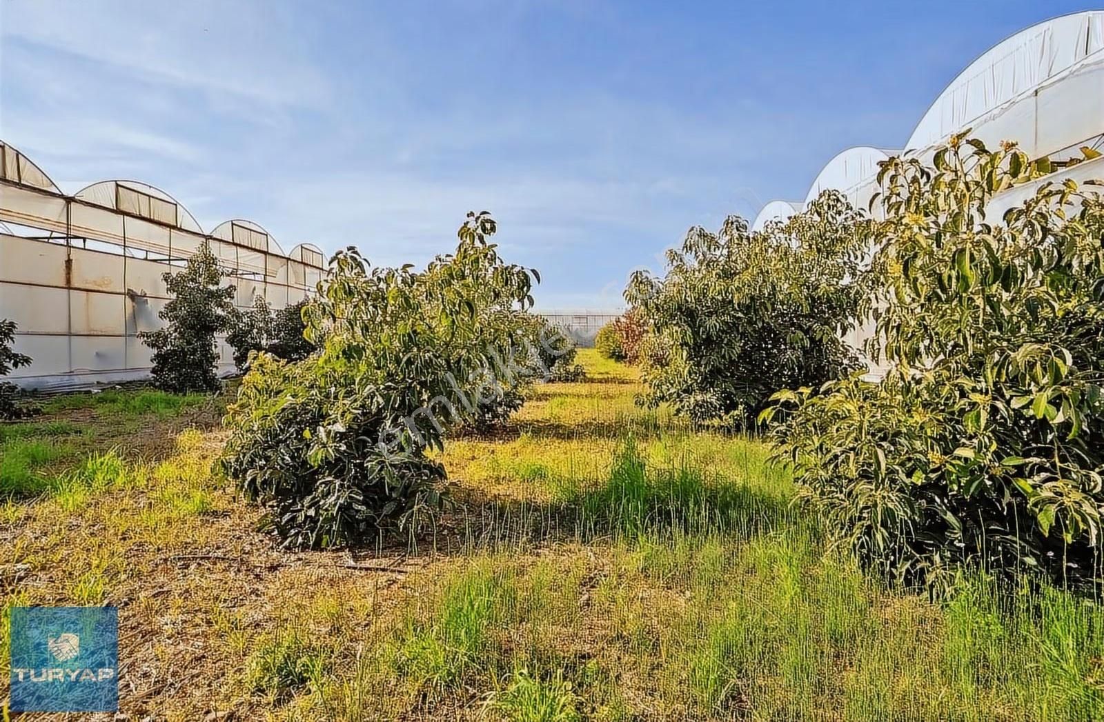 Limonluda Değerli Konumda 1741 M2 Satılık Avokado Bahçesi - Görsel 5