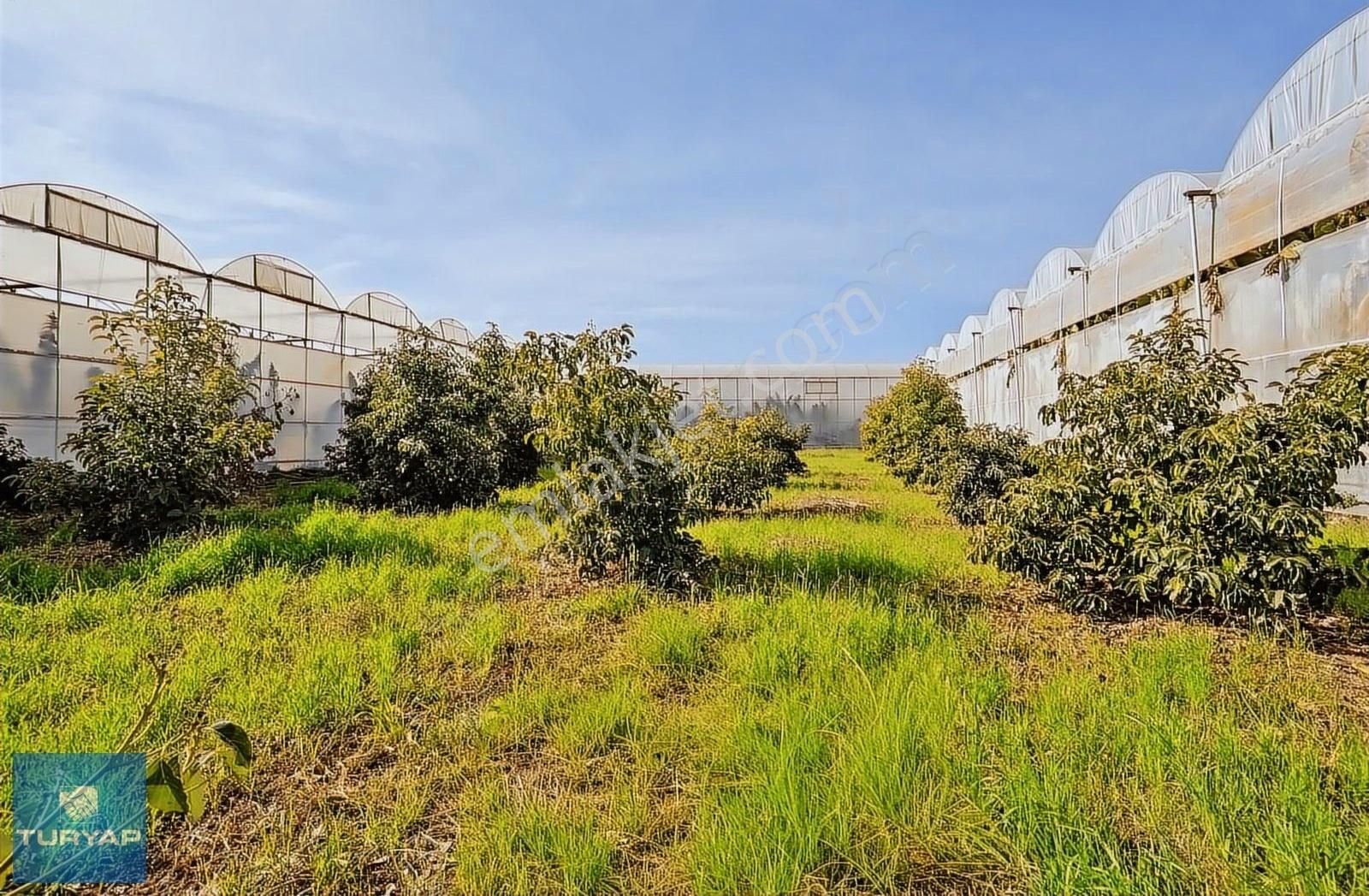 Limonluda Değerli Konumda 1741 M2 Satılık Avokado Bahçesi - Görsel 7