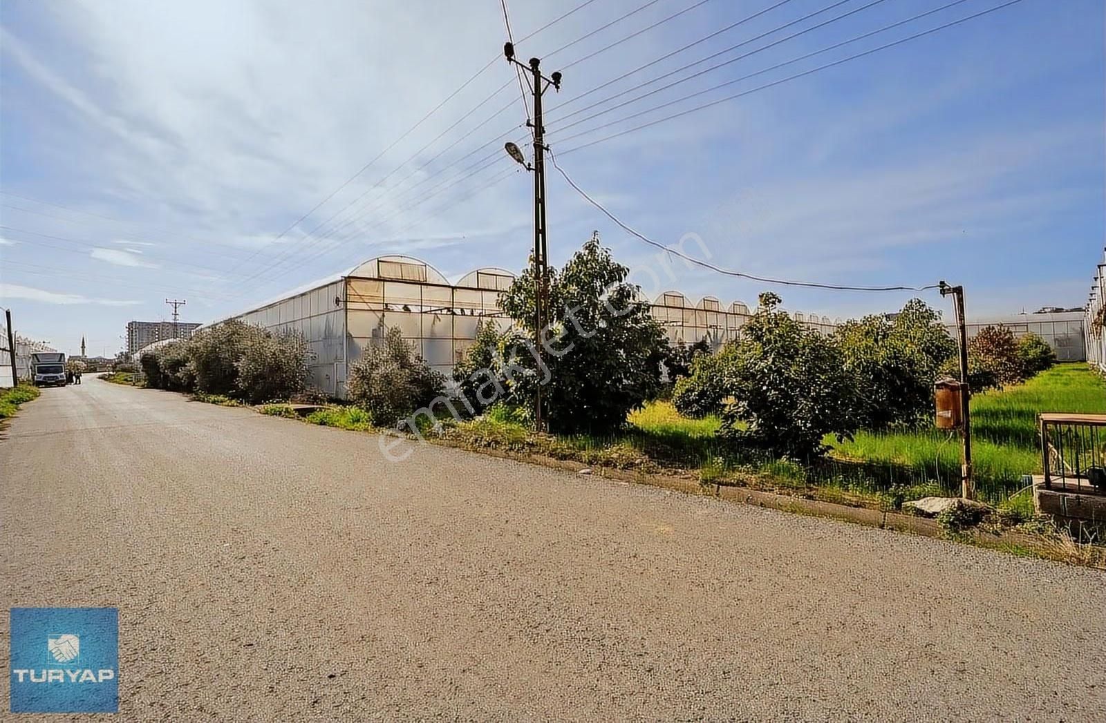 Limonluda Değerli Konumda 1741 M2 Satılık Avokado Bahçesi - Görsel 3