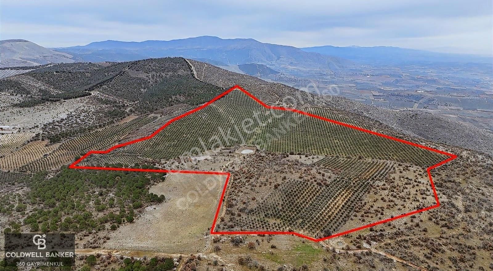 Salihli Kurttutan Da Satılık 216 Dönüm Zeytinlik Ve Tarım Arazi - Görsel 4