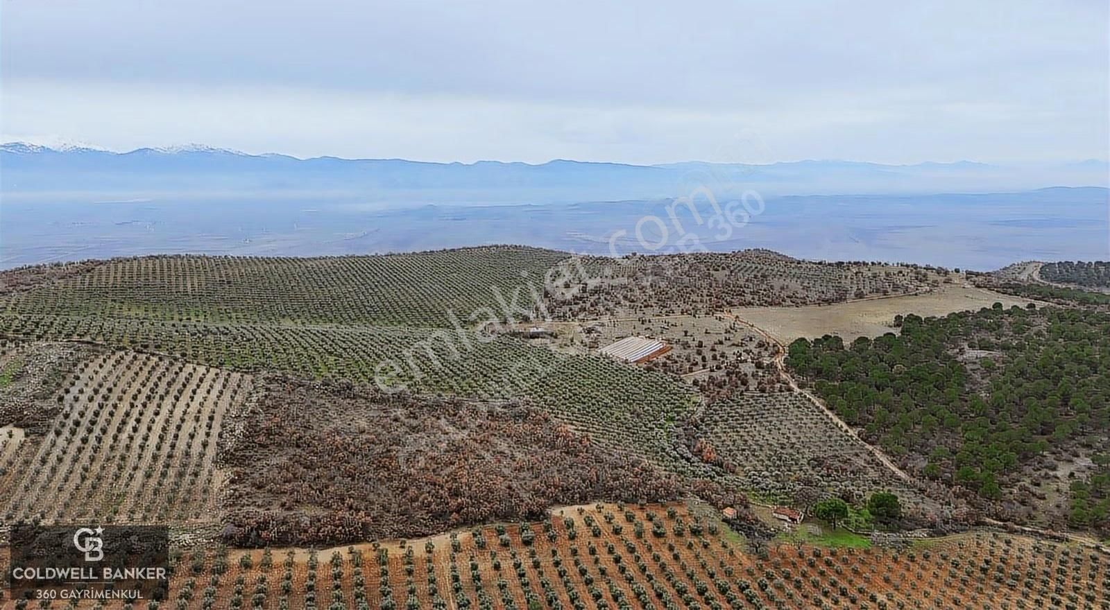 Salihli Kurttutan Da Satılık 216 Dönüm Zeytinlik Ve Tarım Arazi
