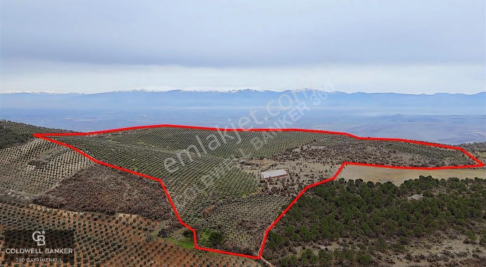 Salihli Kurttutan Da Satılık 216 Dönüm Zeytinlik Ve Tarım Arazi - Görsel 17