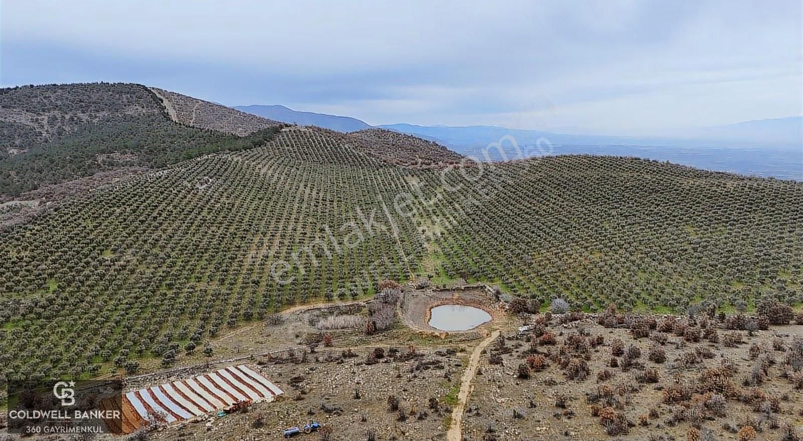 Salihli Kurttutan Da Satılık 216 Dönüm Zeytinlik Ve Tarım Arazi - Görsel 23