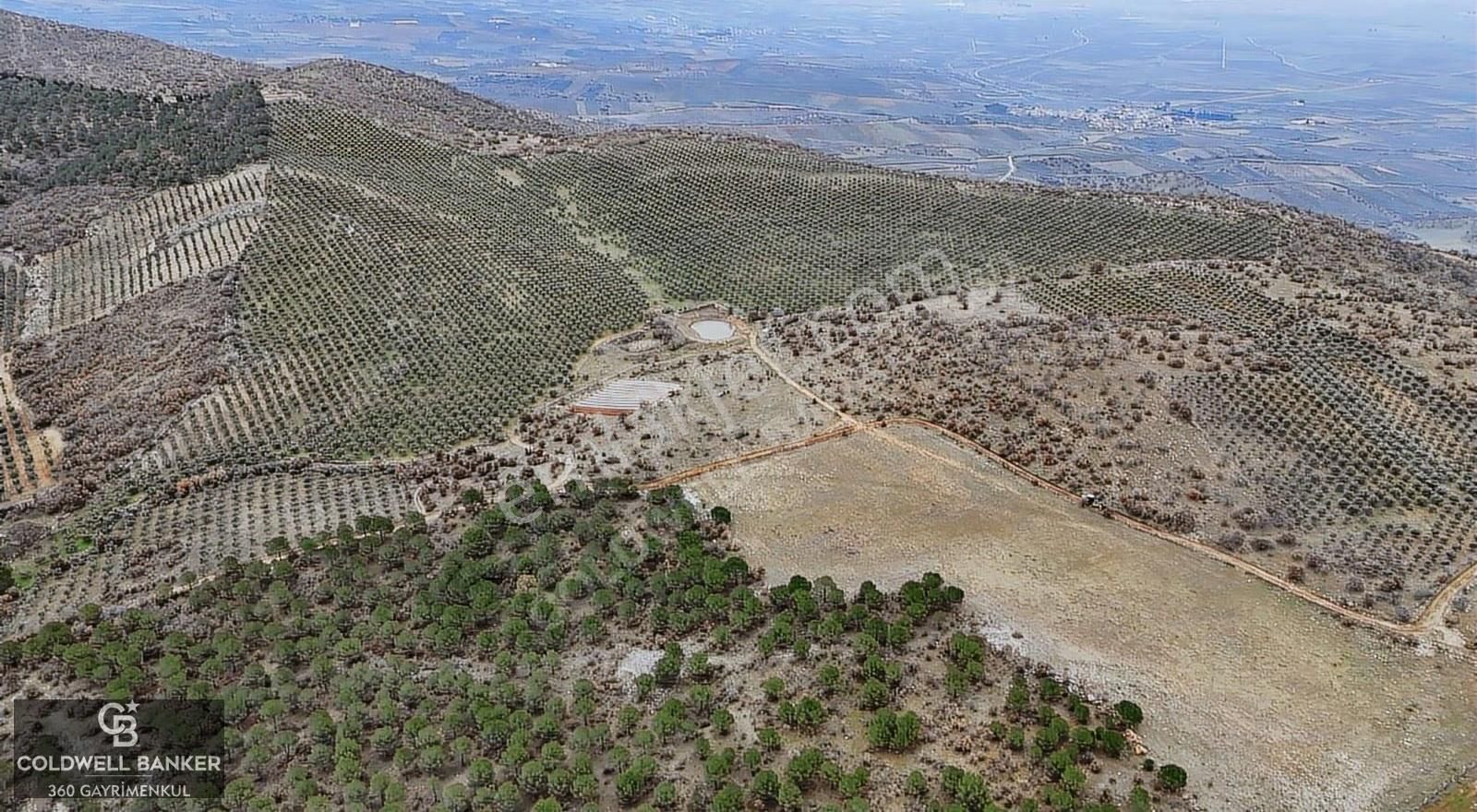 Salihli Kurttutan Da Satılık 216 Dönüm Zeytinlik Ve Tarım Arazi - Görsel 15