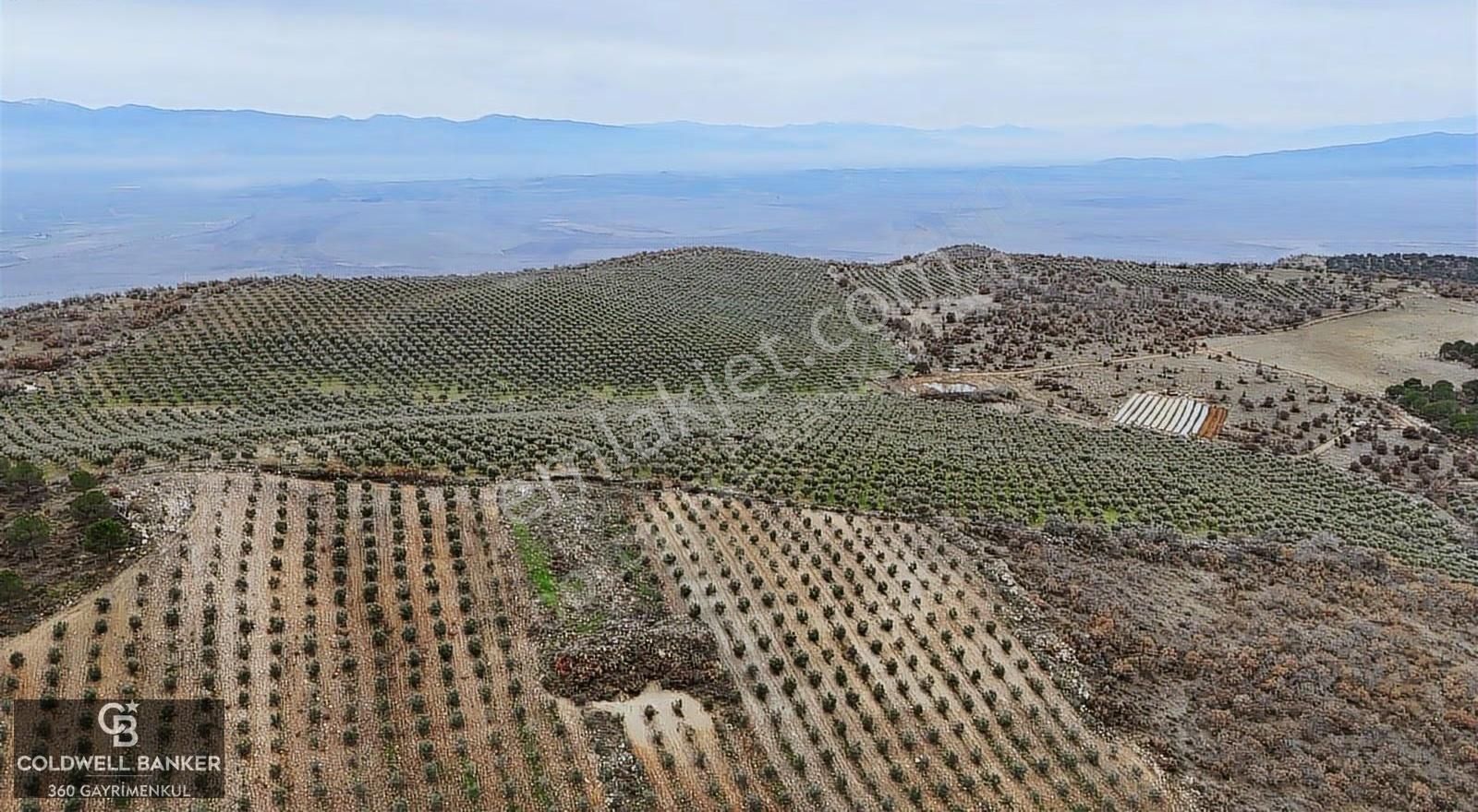 Salihli Kurttutan Da Satılık 216 Dönüm Zeytinlik Ve Tarım Arazi - Görsel 2