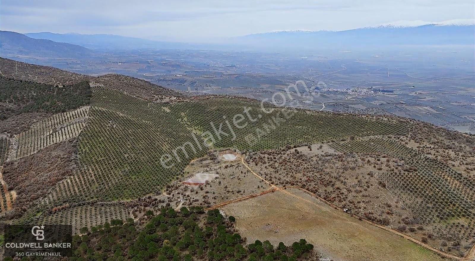 Salihli Kurttutan Da Satılık 216 Dönüm Zeytinlik Ve Tarım Arazi - Görsel 19