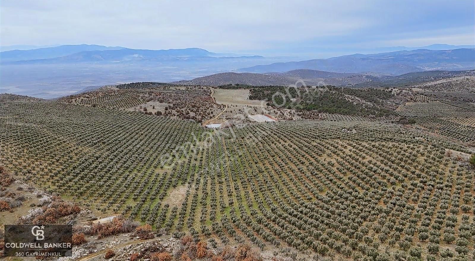 Salihli Kurttutan Da Satılık 216 Dönüm Zeytinlik Ve Tarım Arazi - Görsel 14