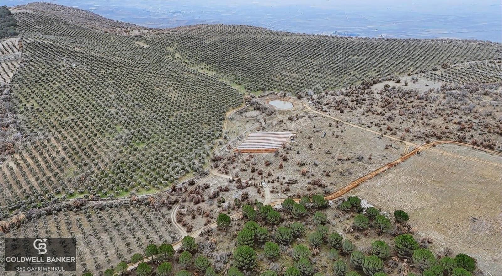 Salihli Kurttutan Da Satılık 216 Dönüm Zeytinlik Ve Tarım Arazi - Görsel 22