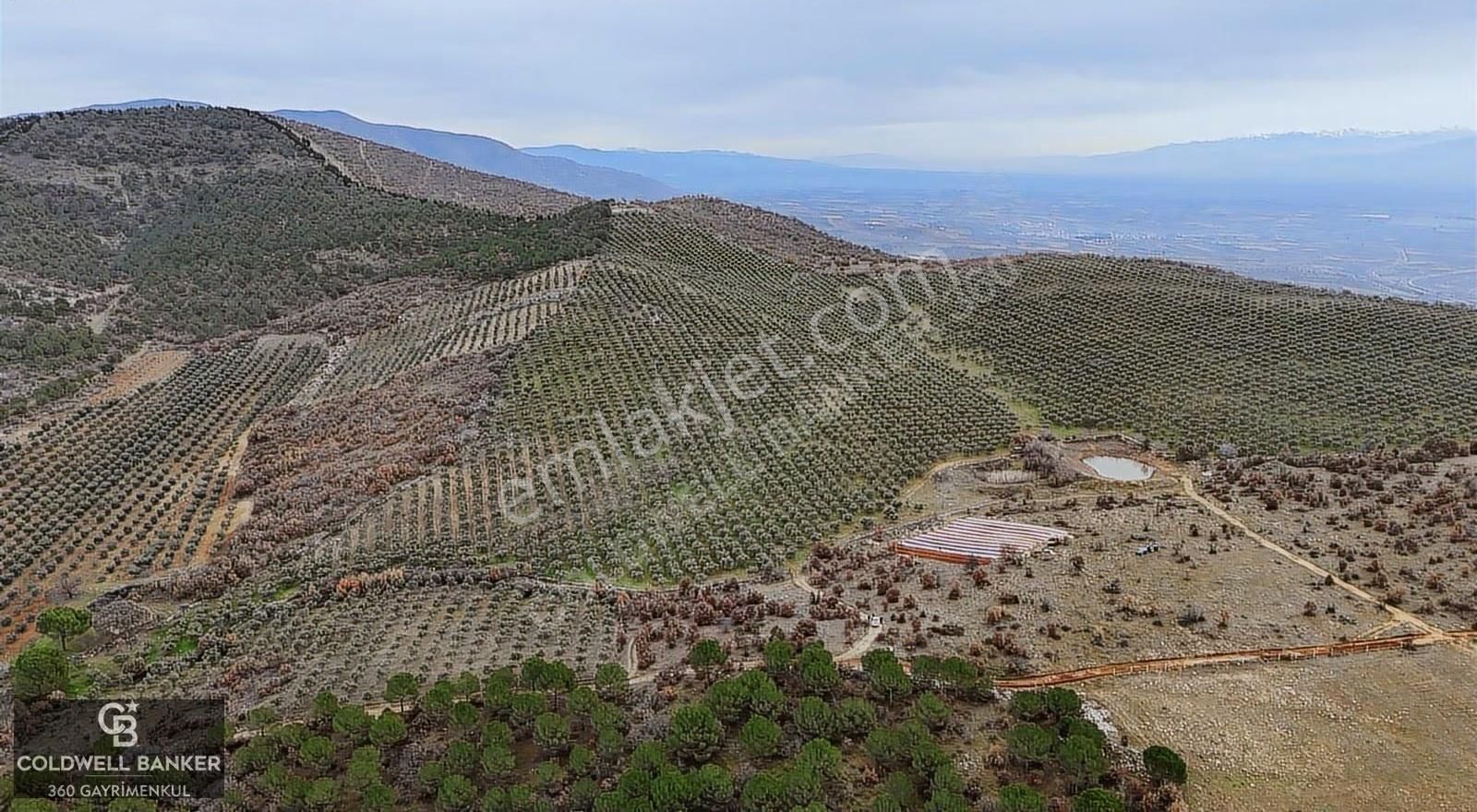 Salihli Kurttutan Da Satılık 216 Dönüm Zeytinlik Ve Tarım Arazi - Görsel 12